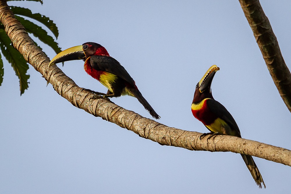 Red-necked Aracari - ML211186141