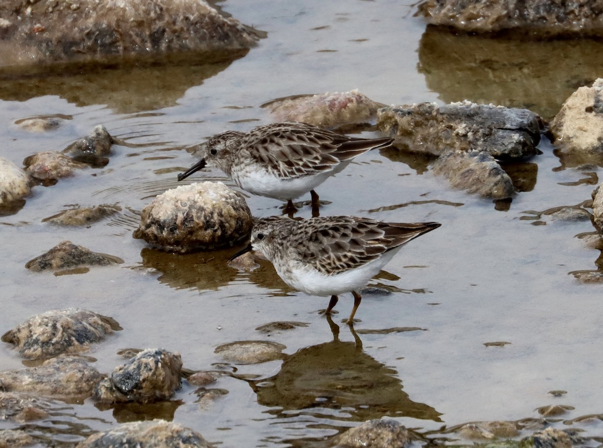 Least Sandpiper - ML211186201