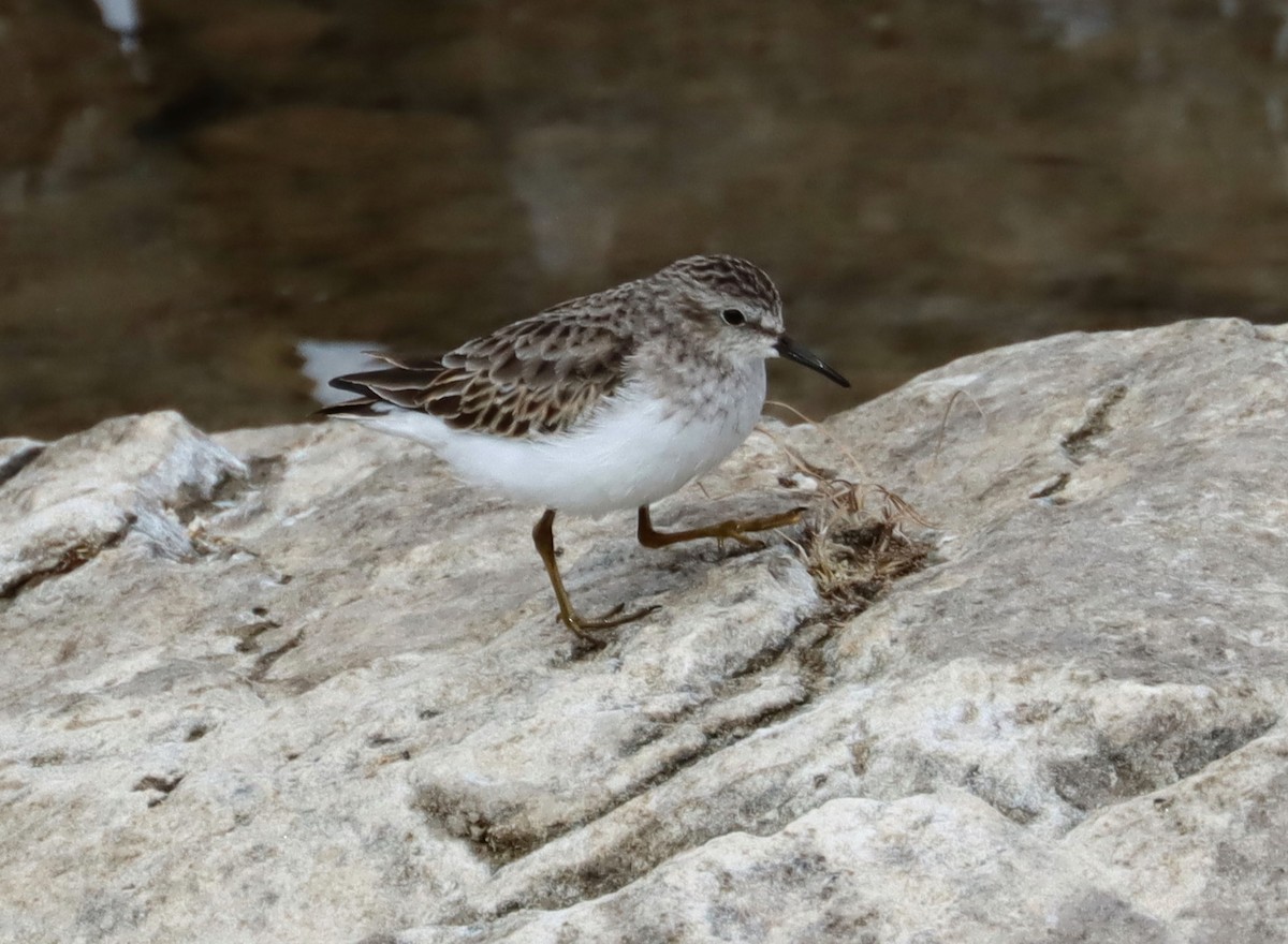 Least Sandpiper - ML211186311