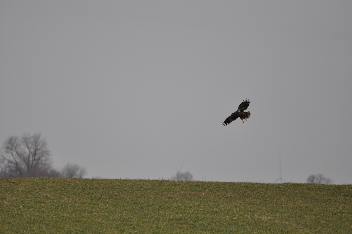 Weißkopf-Seeadler - ML211186421