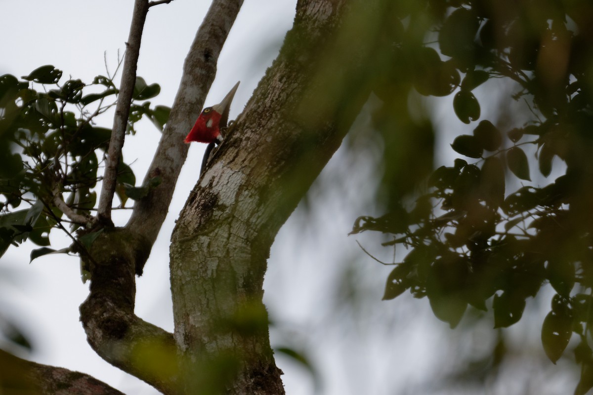 Crimson-crested Woodpecker - ML211186471