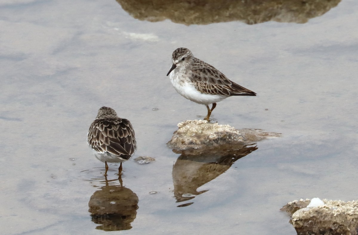 Least Sandpiper - ML211186491