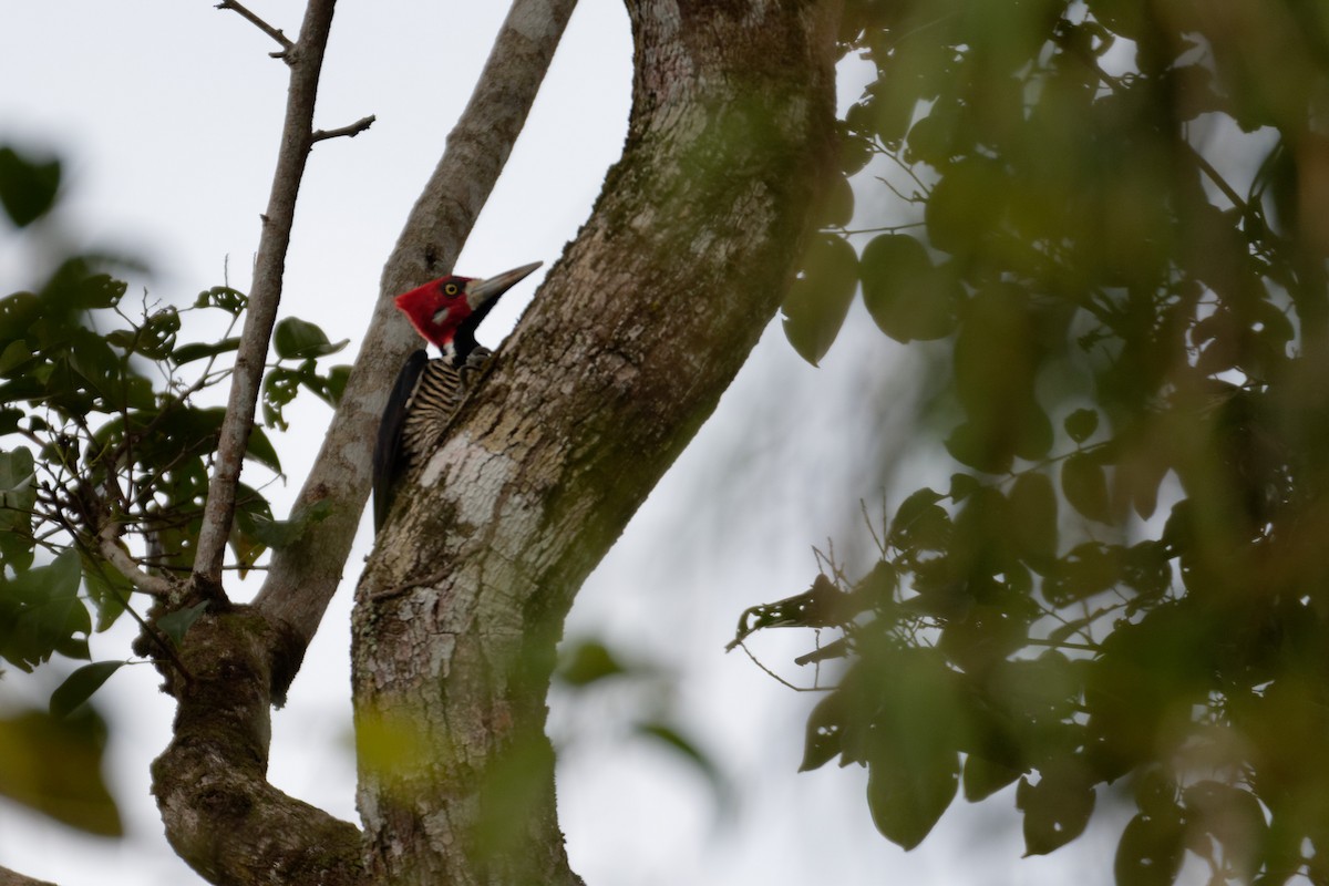 Crimson-crested Woodpecker - ML211186501
