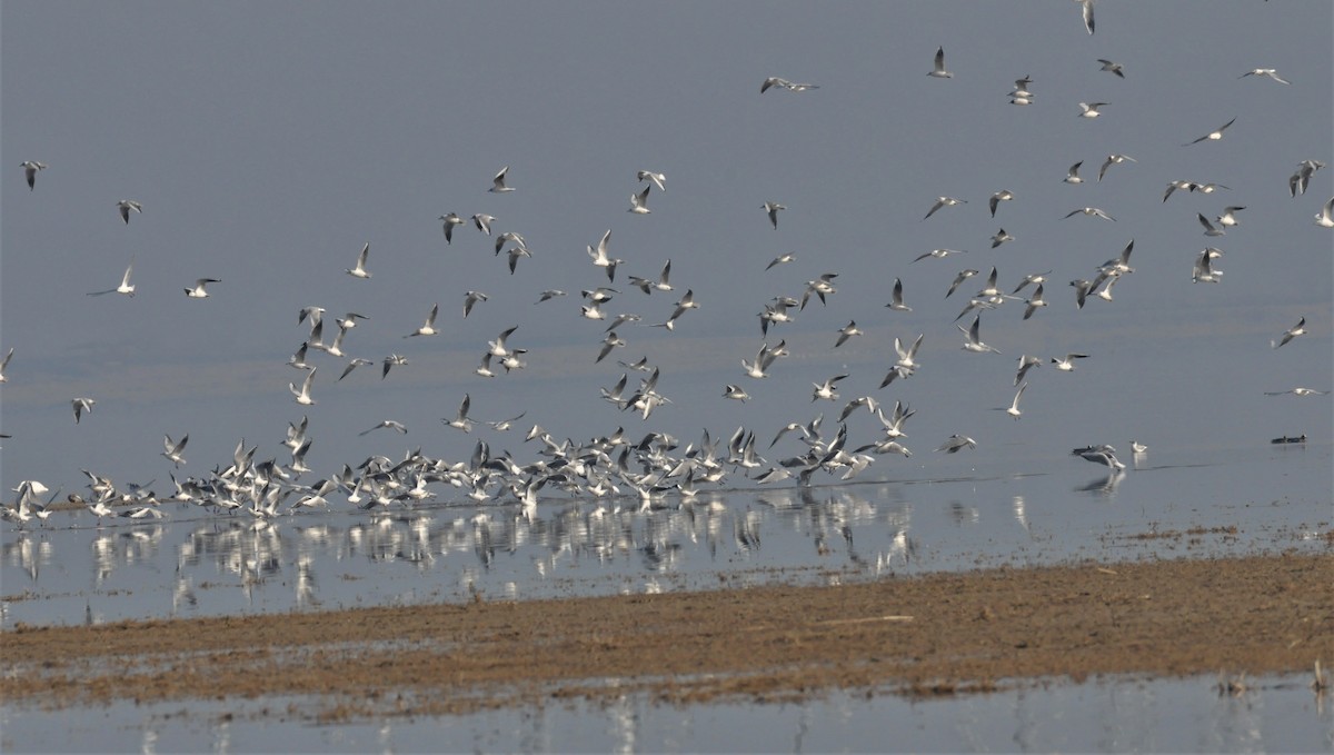 Black-headed Gull - ML211187221