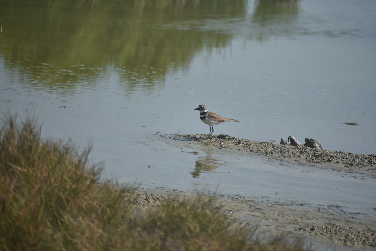 Killdeer - Ian Doherty