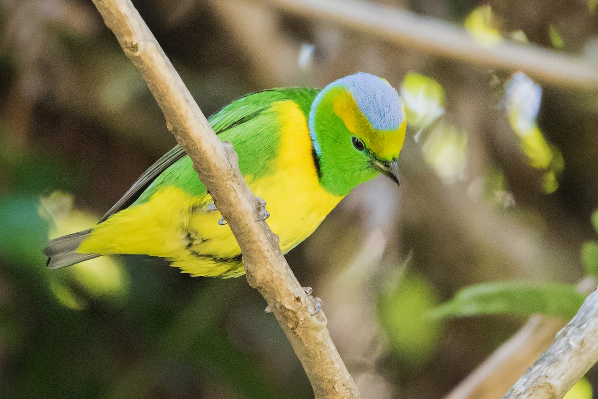 Golden-browed Chlorophonia - ML211188171