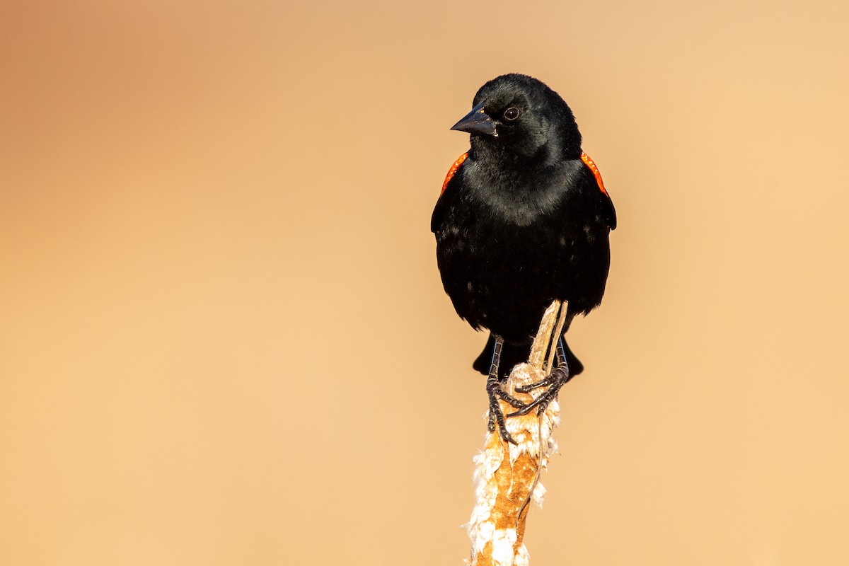 Red-winged Blackbird - ML211188851