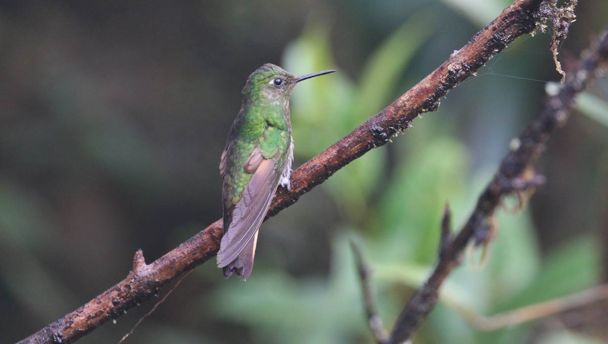 Buff-tailed Coronet - simon walkley