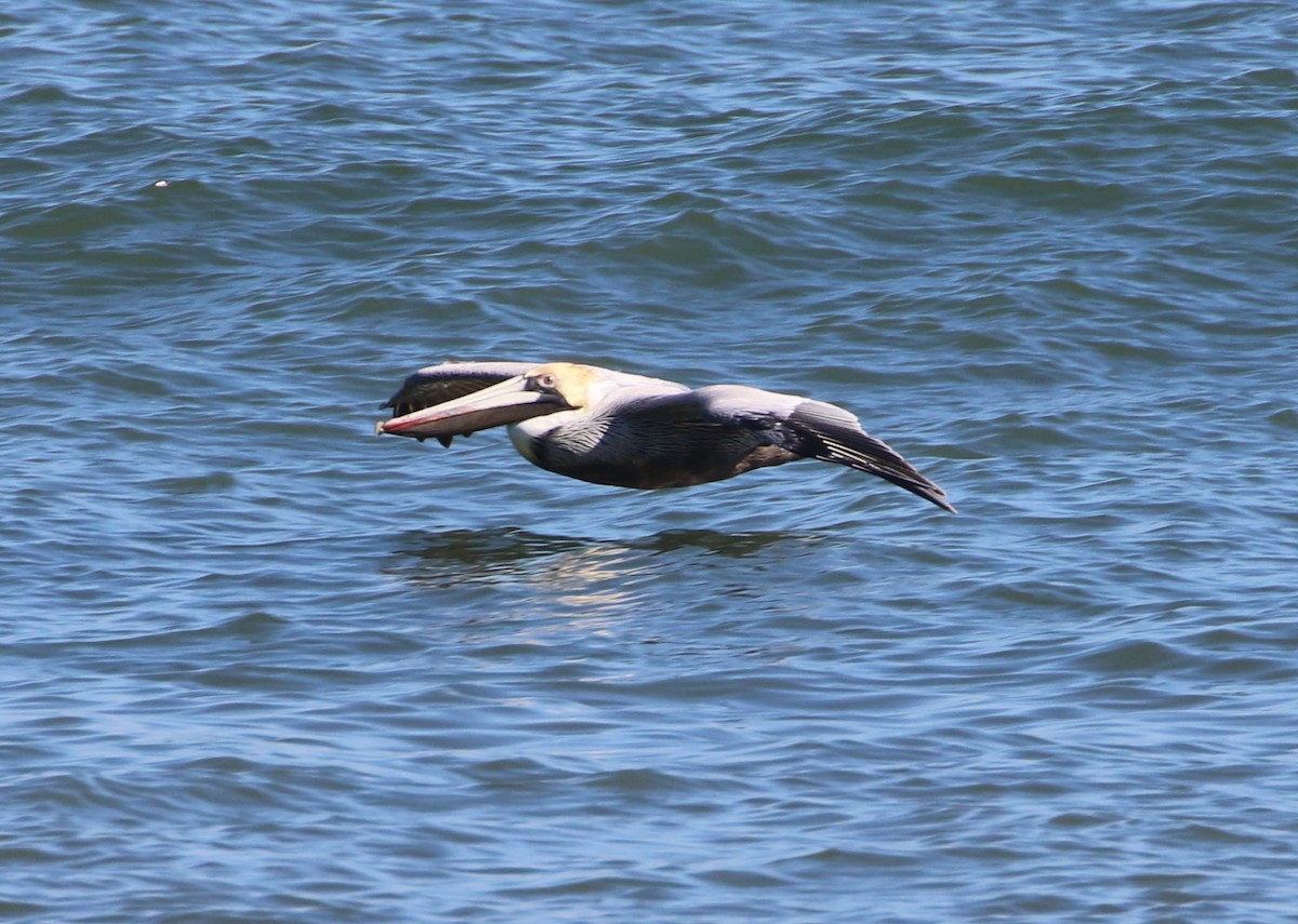 Brown Pelican - ML211190271