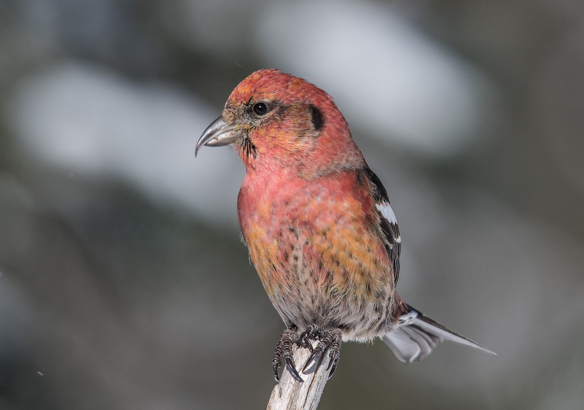 White-winged Crossbill - ML211191171