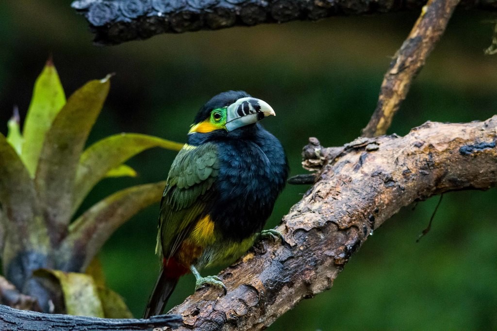 Spot-billed Toucanet - ML211191331