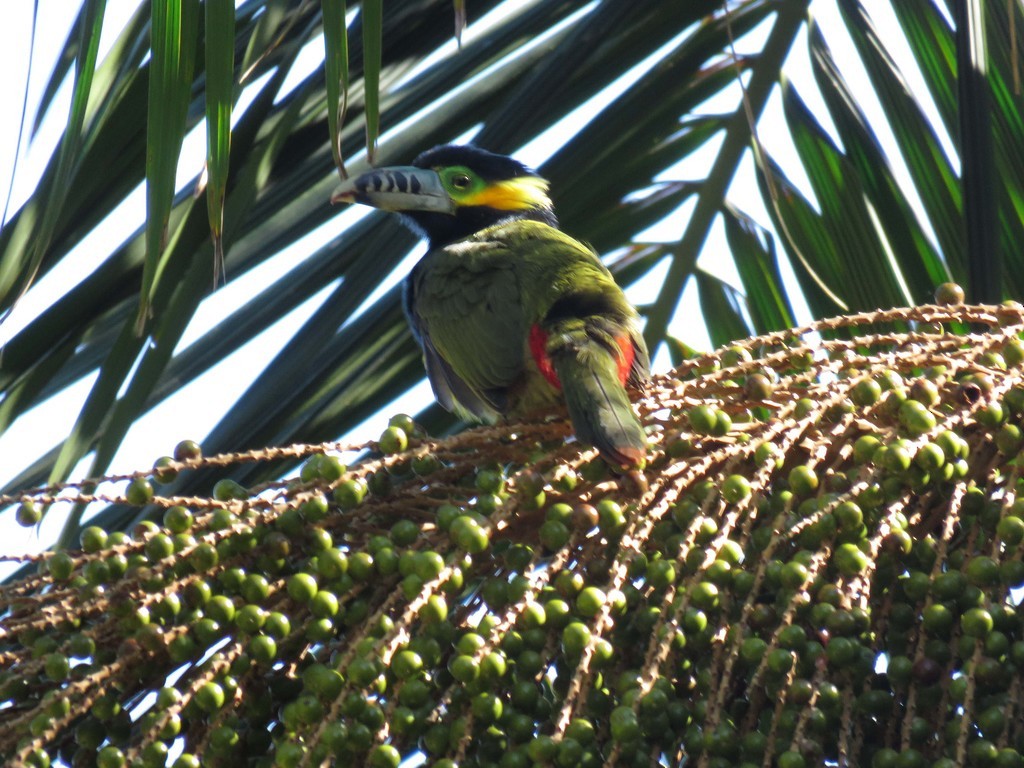 Spot-billed Toucanet - ML211191341