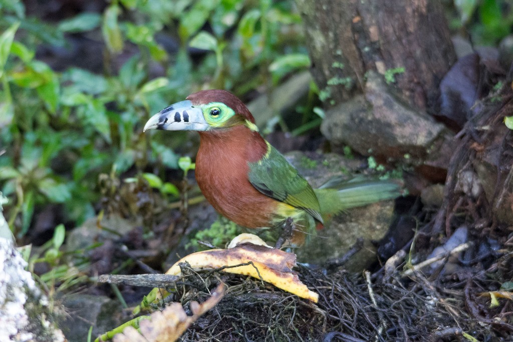 Spot-billed Toucanet - ML211191361