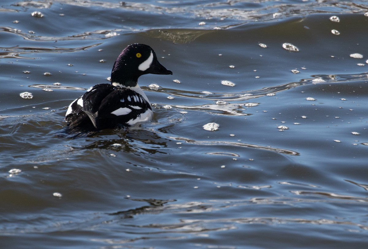 Barrow's Goldeneye - ML211191821