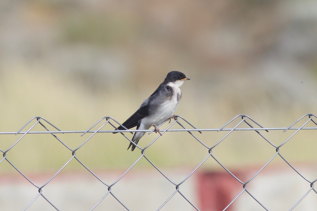 Chilean Swallow - ML211191951