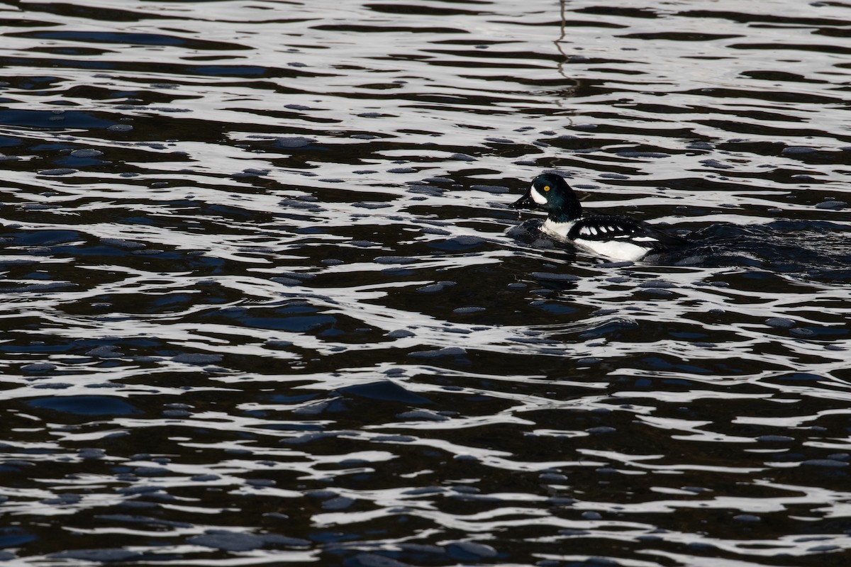 Barrow's Goldeneye - ML211191991
