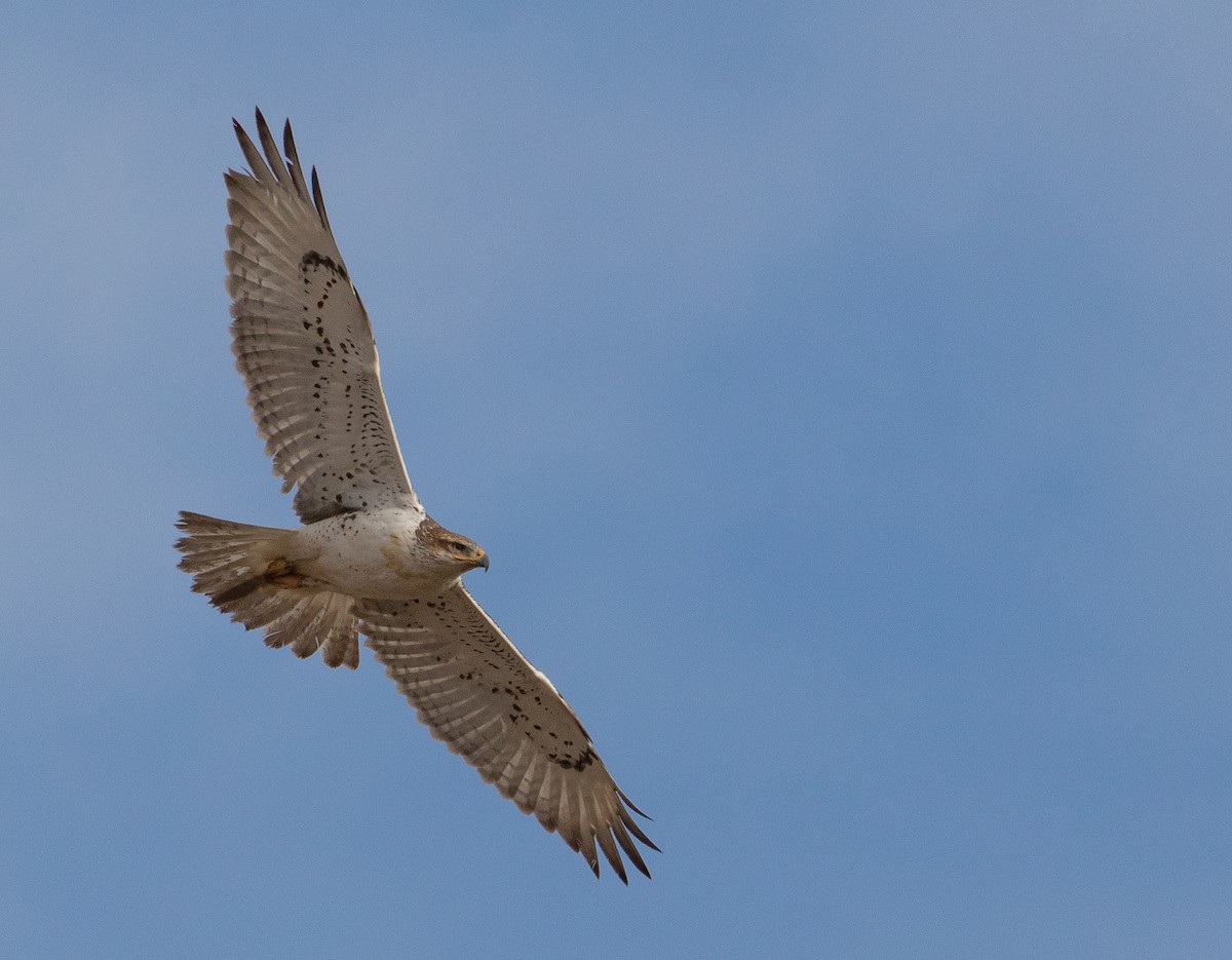 Ferruginous Hawk - ML211192421