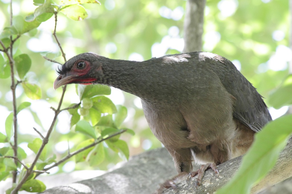 Chaco Chachalaca - ML211193301