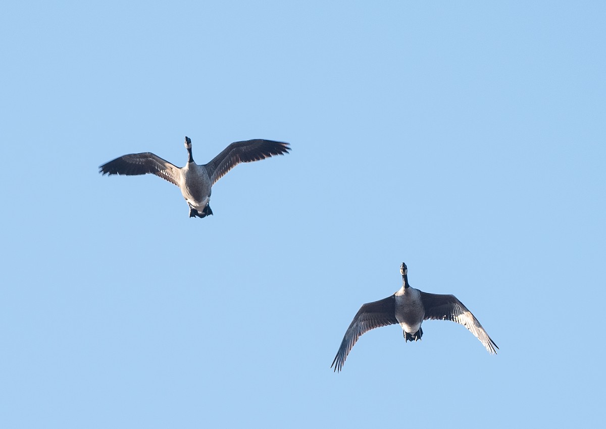 Canada Goose - ML211194331