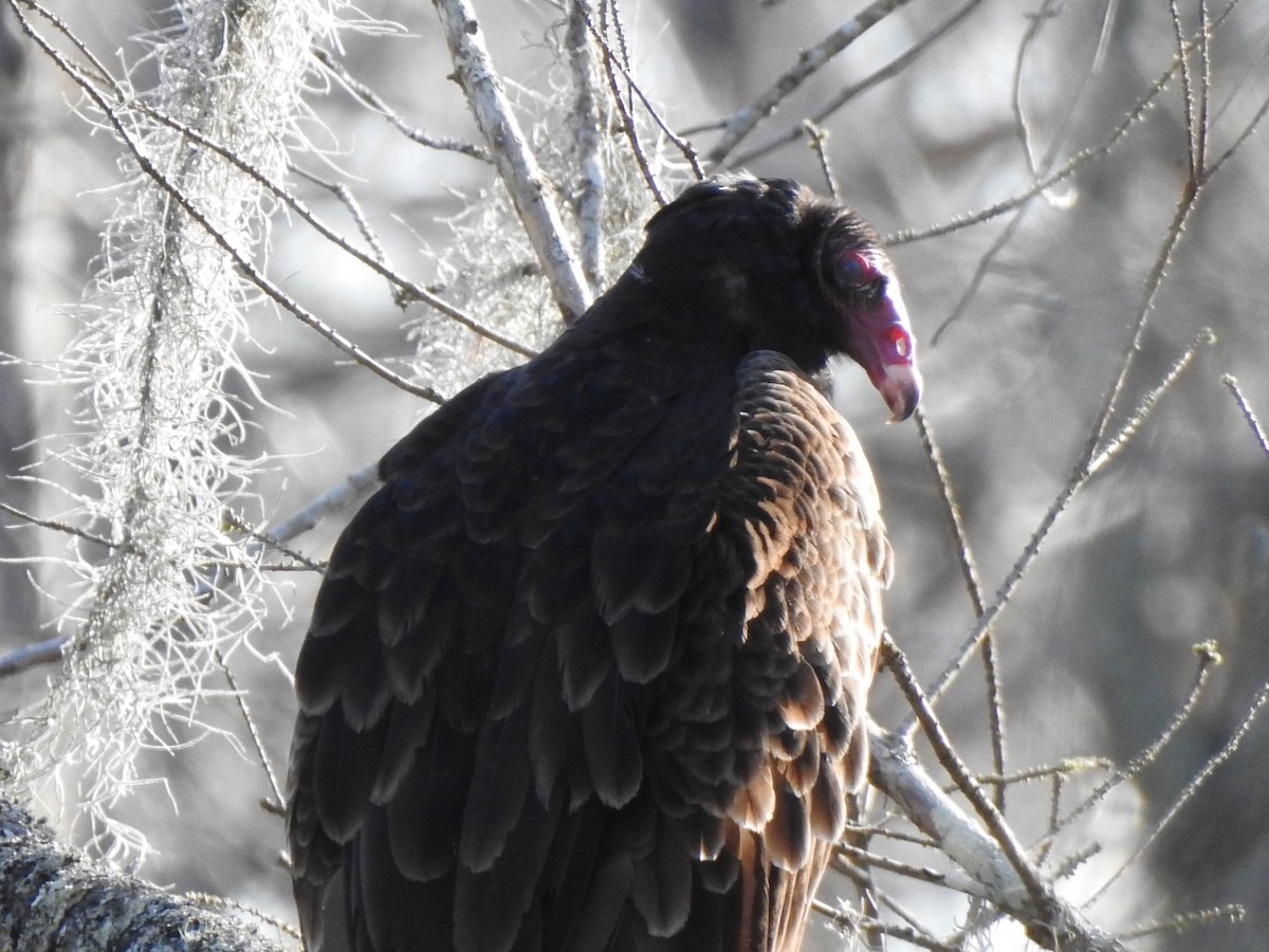 Turkey Vulture - ML211196751