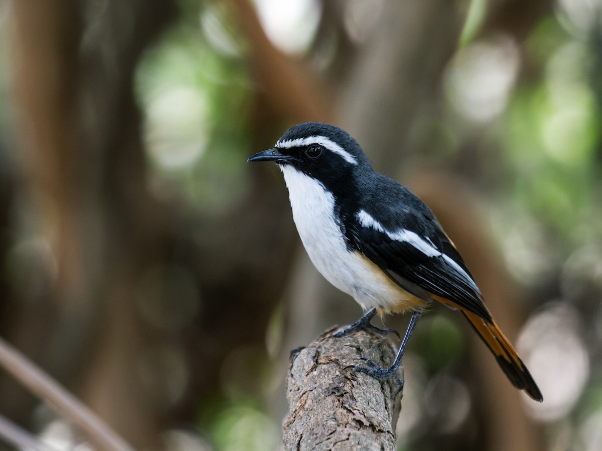 White-throated Robin-Chat - Nick Athanas