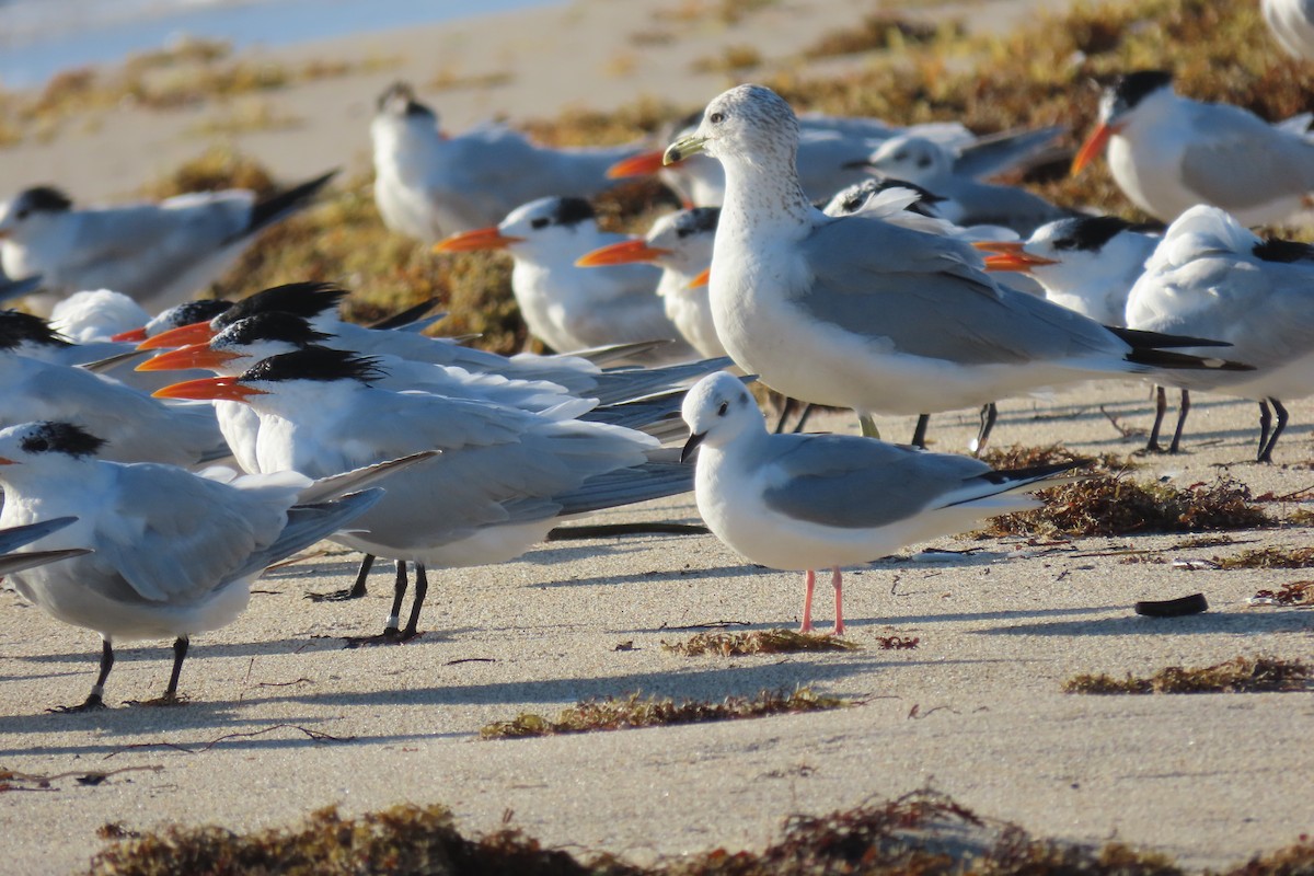 Bonaparte's Gull - Susan Young