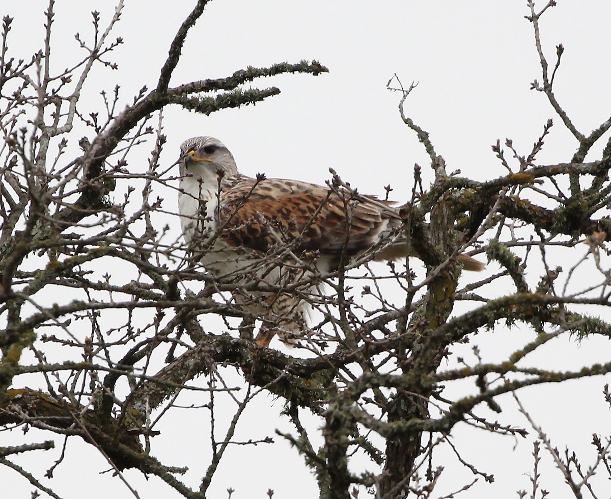 Ferruginous Hawk - ML211197951