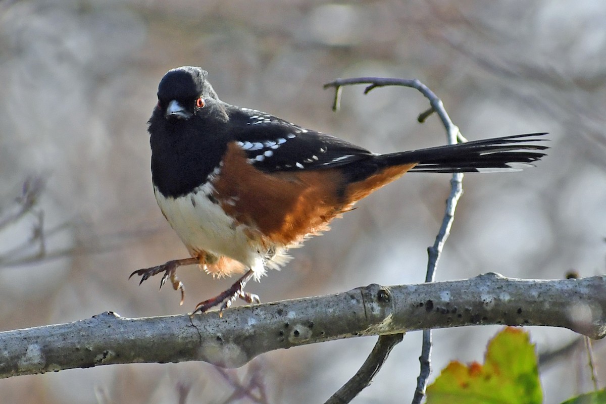 Spotted Towhee - ML211198531