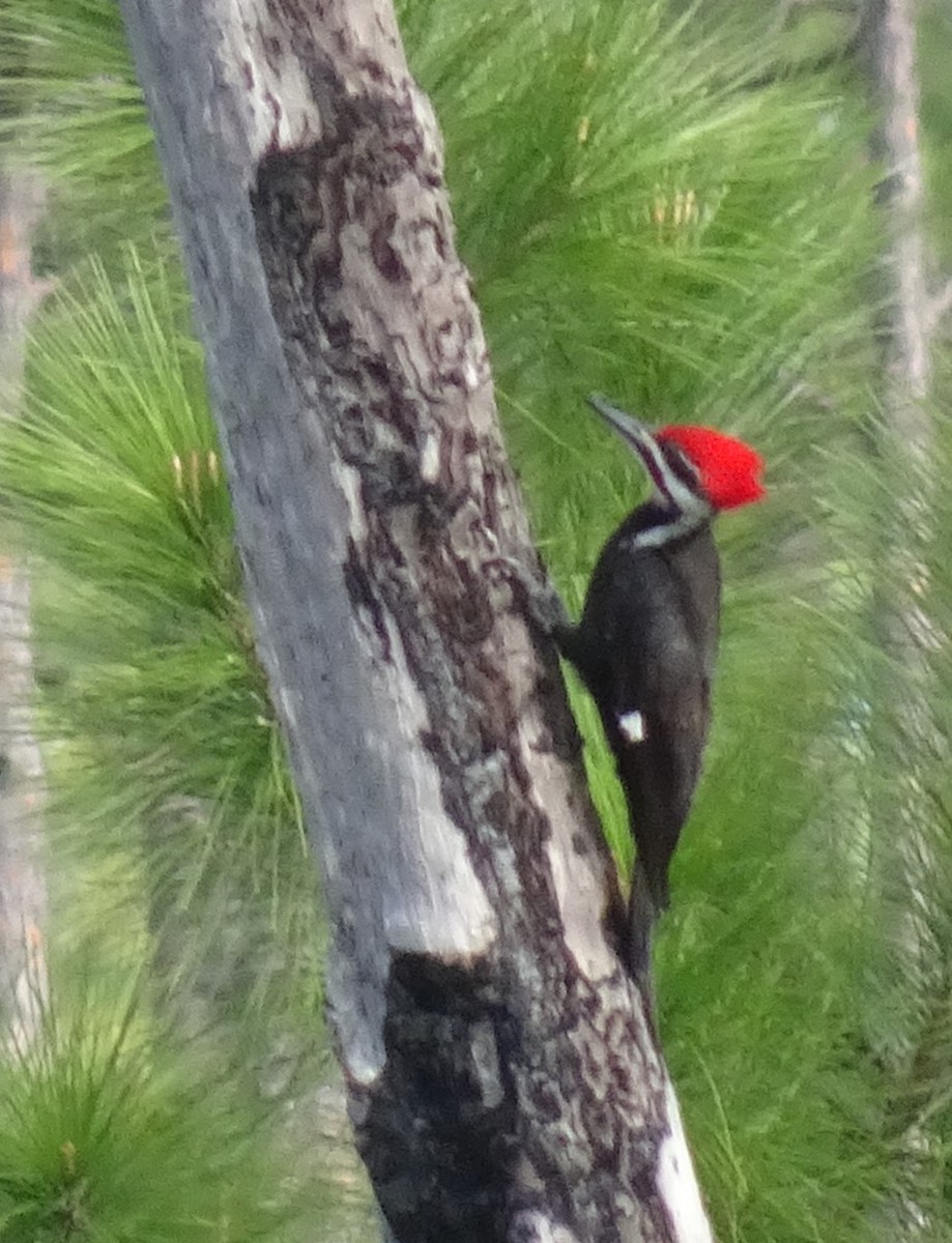 Pileated Woodpecker - ML211198571