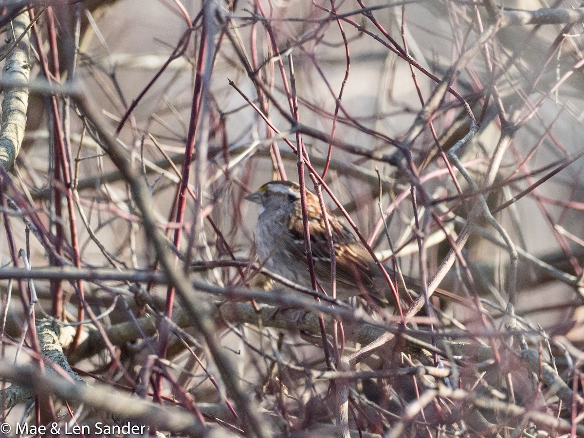 White-throated Sparrow - Len Sander