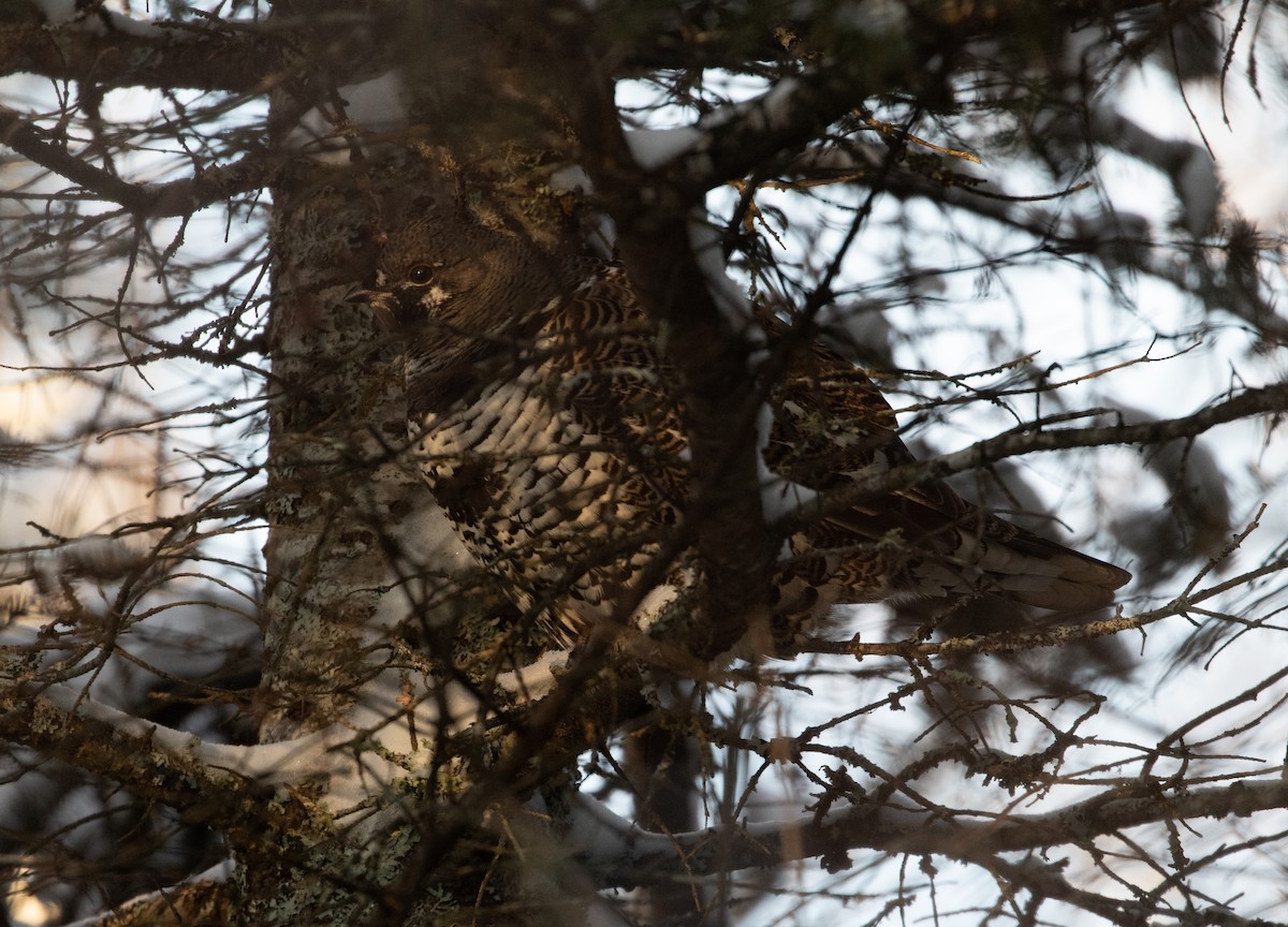 Spruce Grouse (Spruce) - ML211200501