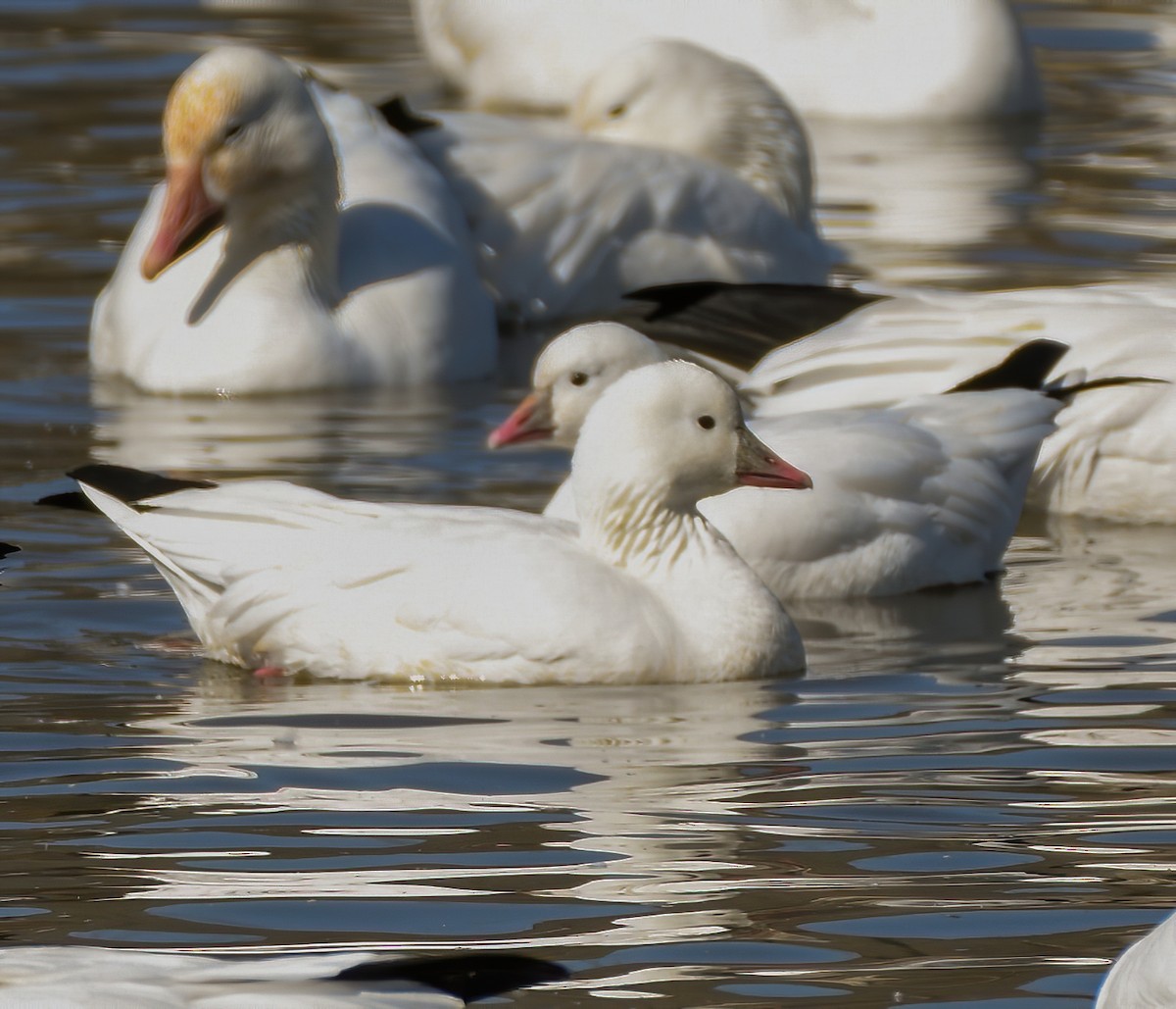 Ross's Goose - Bob Reiter