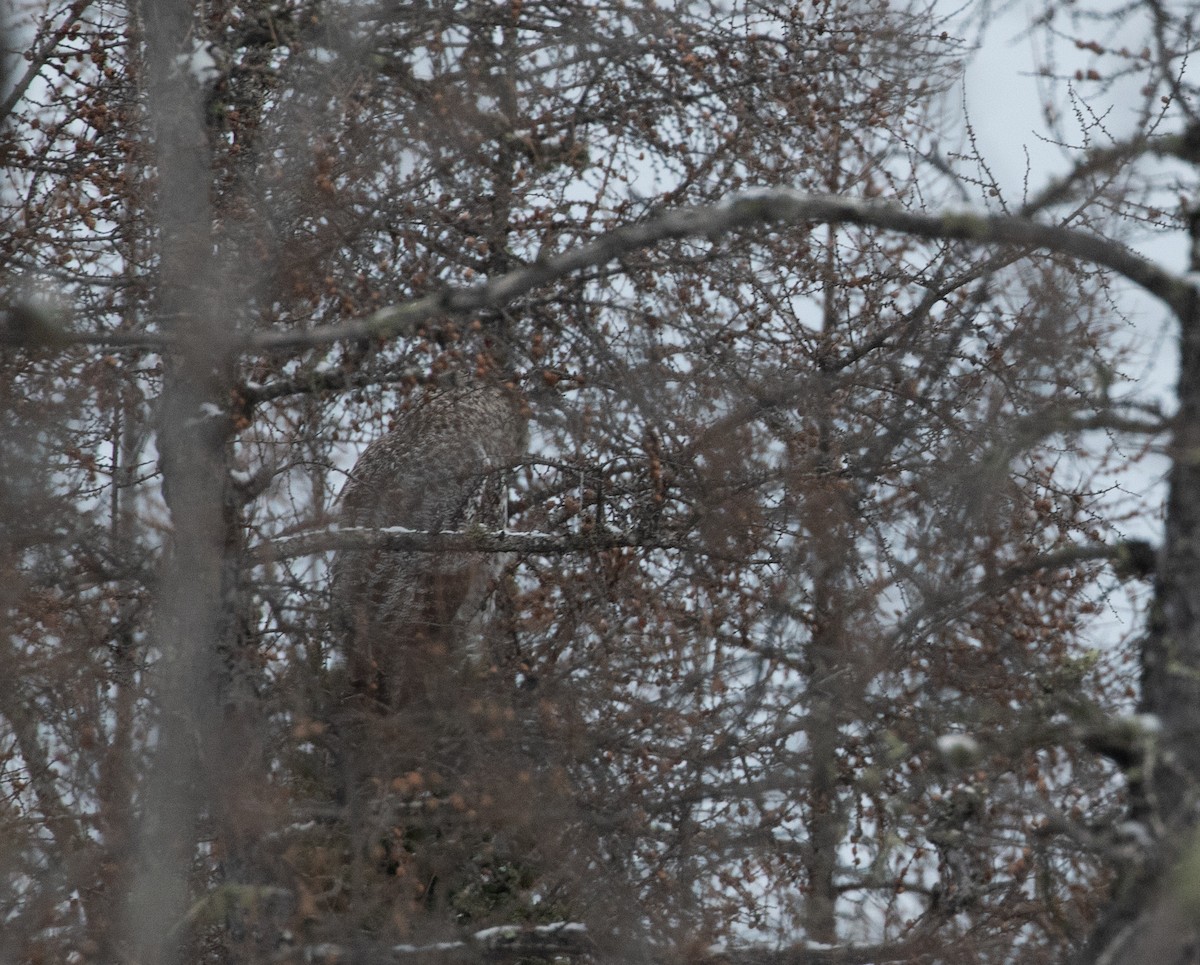 Great Gray Owl - ML211203741