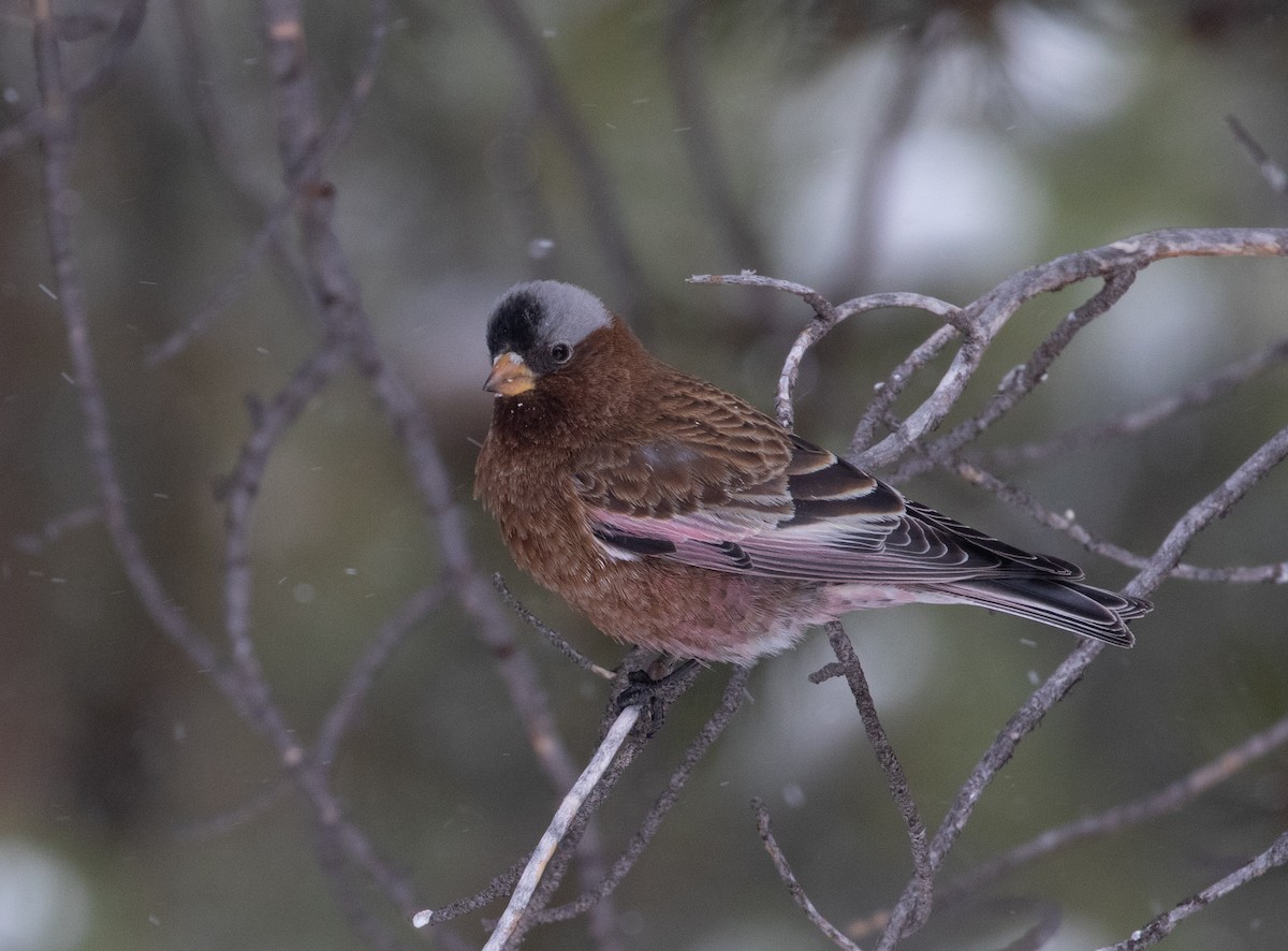 grånakkefjellfink (tephrocotis gr.) - ML211204951