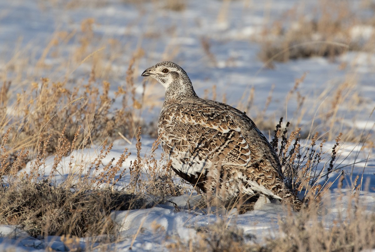 Greater Sage-Grouse - ML211205801