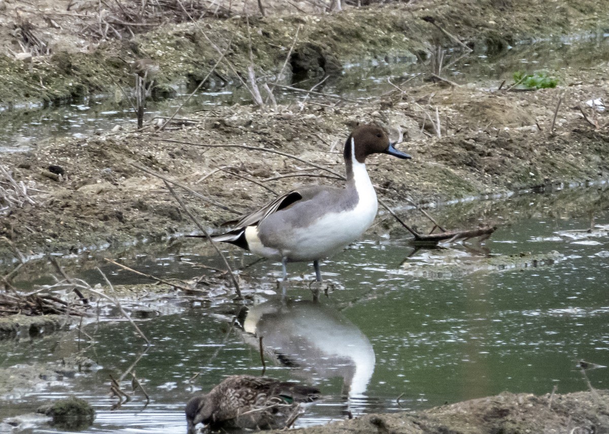 Northern Pintail - ML211206311