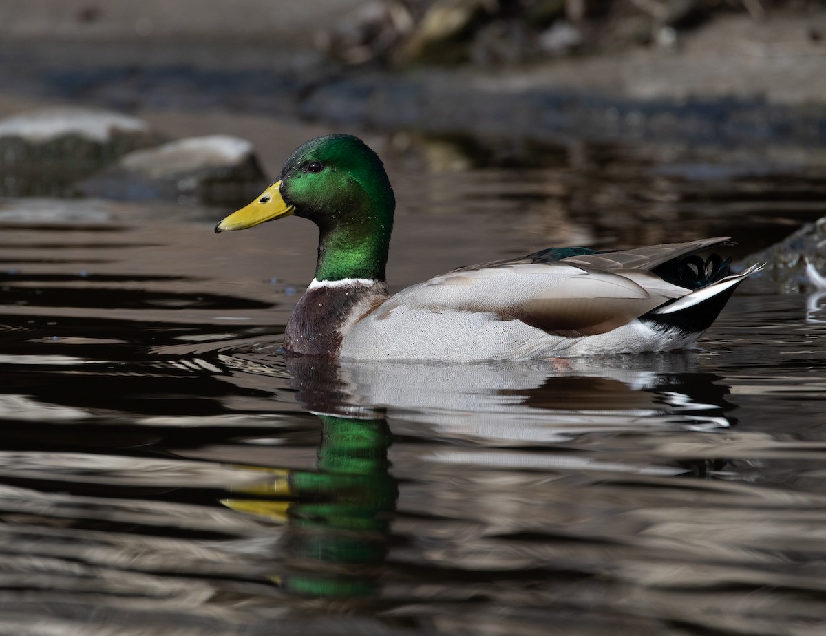 Mallard - ML211207331