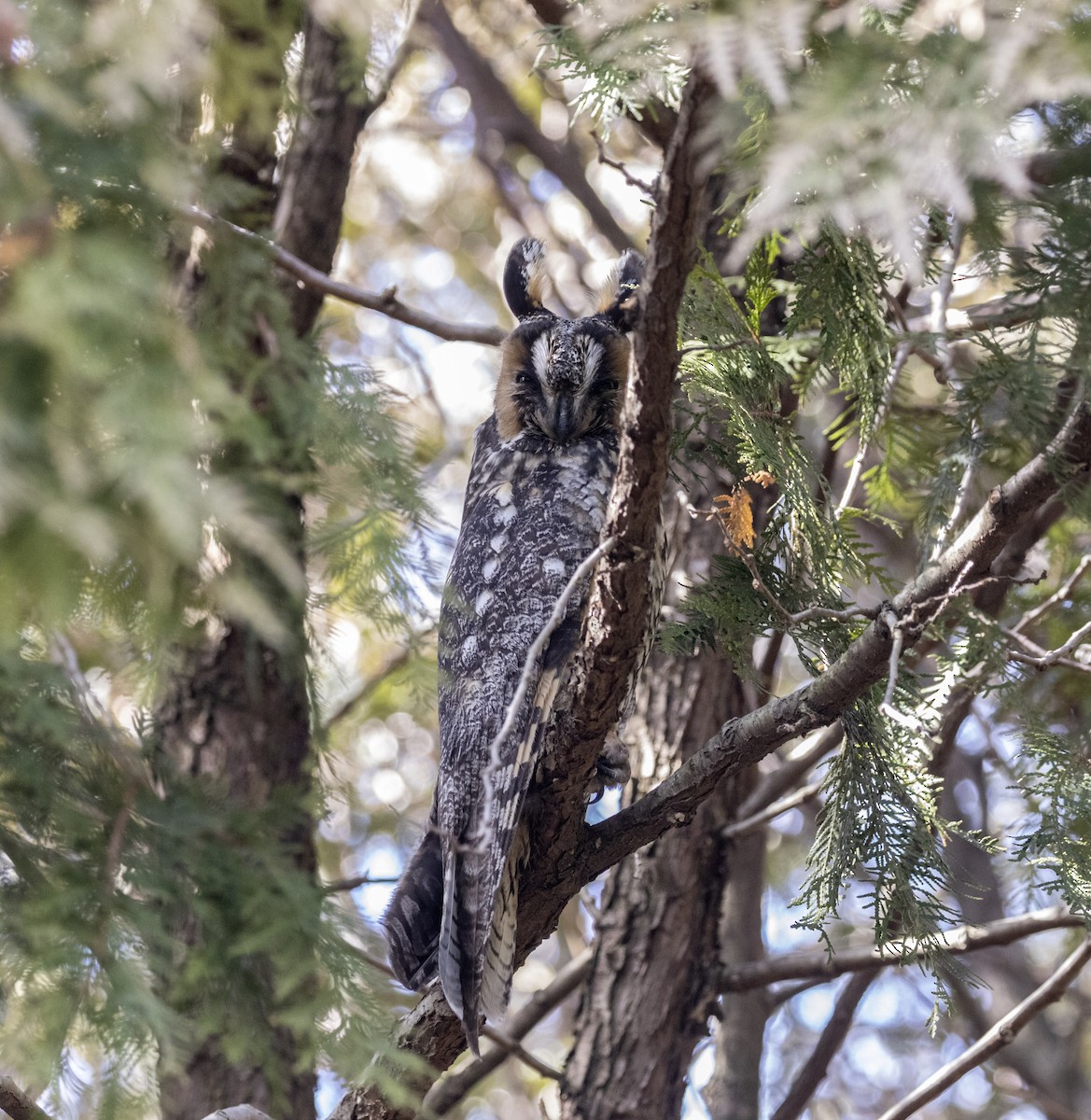 Long-eared Owl - ML211207391