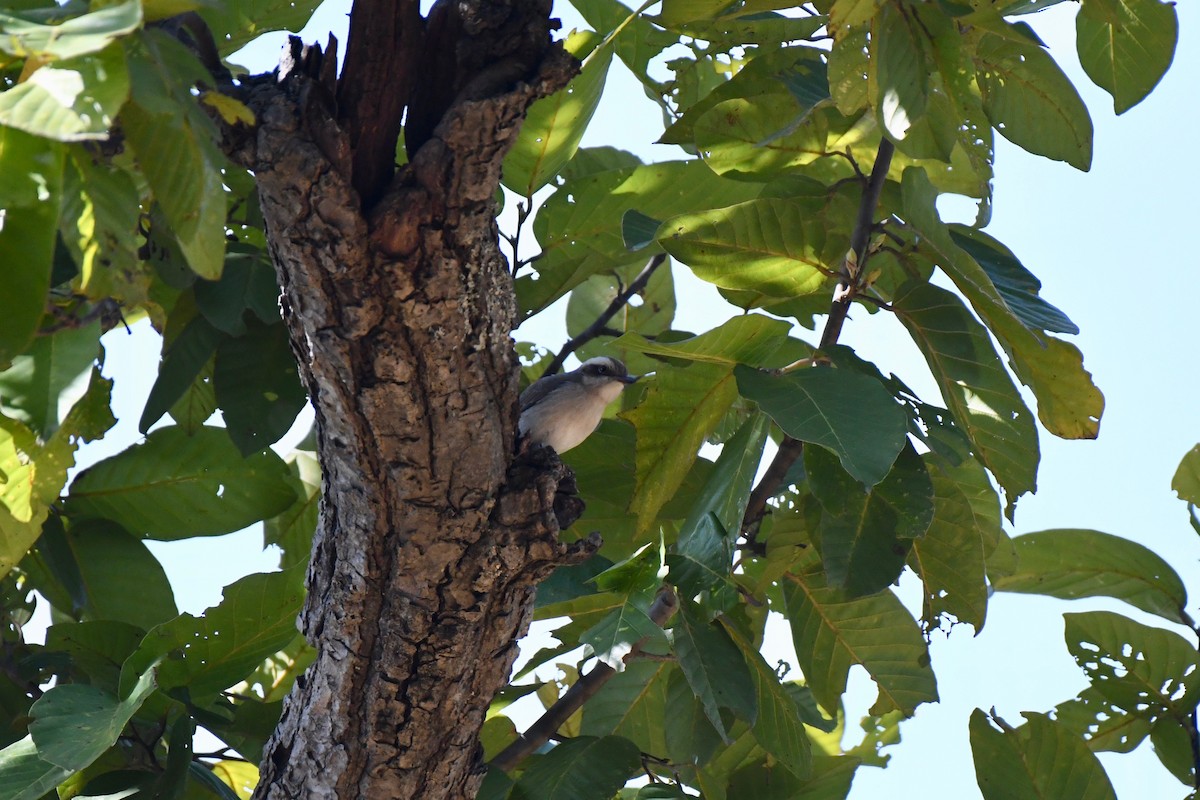 Common Woodshrike - ML211207691