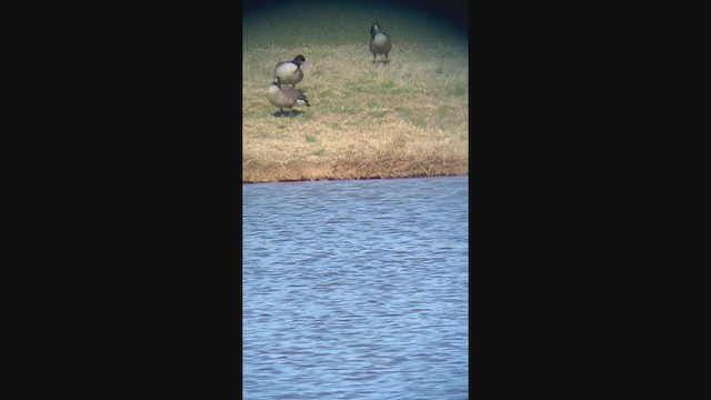 Canada Goose - ML211208811