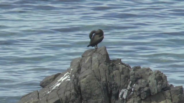 Cormorán Moñudo (Mediterráneo) - ML211210451