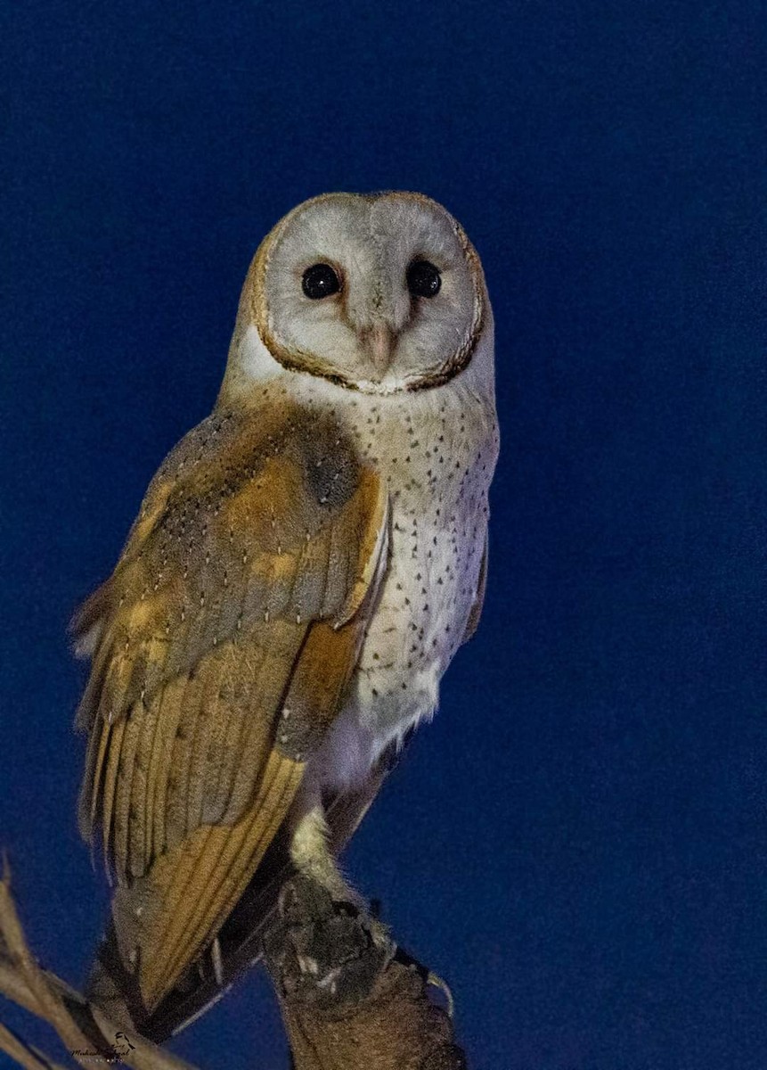 Eastern Barn Owl - ML211212671