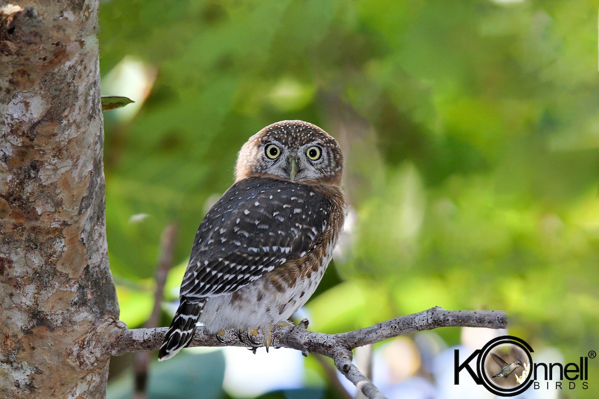 Cuban Pygmy-Owl - Arturo Kirkconnell Jr