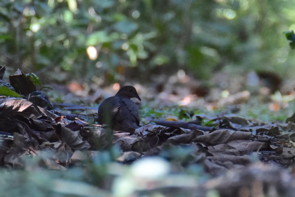 Ruddy Quail-Dove (Ruddy) - ML211215451