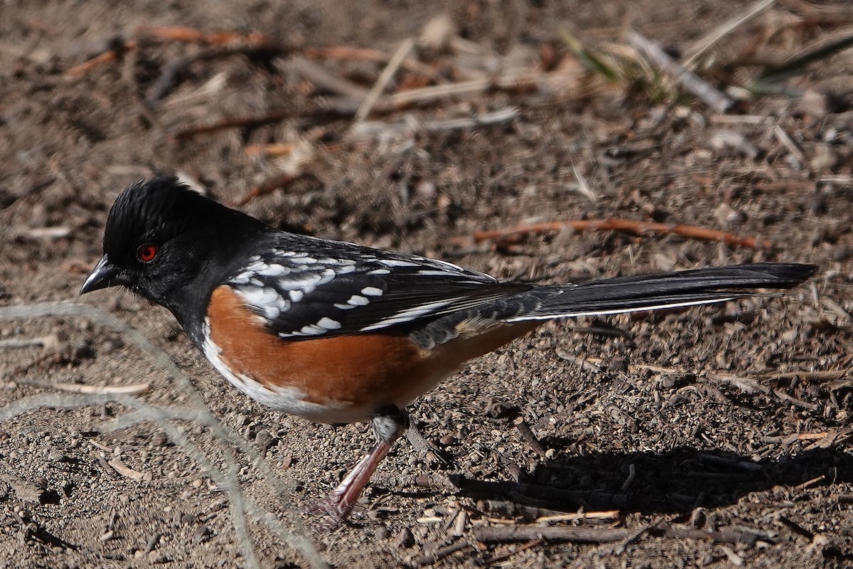 Spotted Towhee - ML211216371