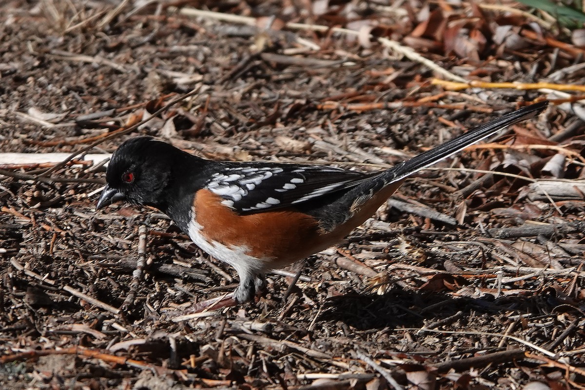 Spotted Towhee - ML211216391