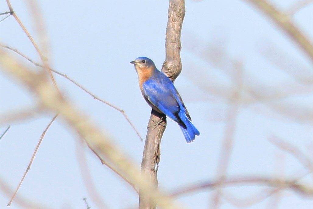 Eastern Bluebird - ML211217031