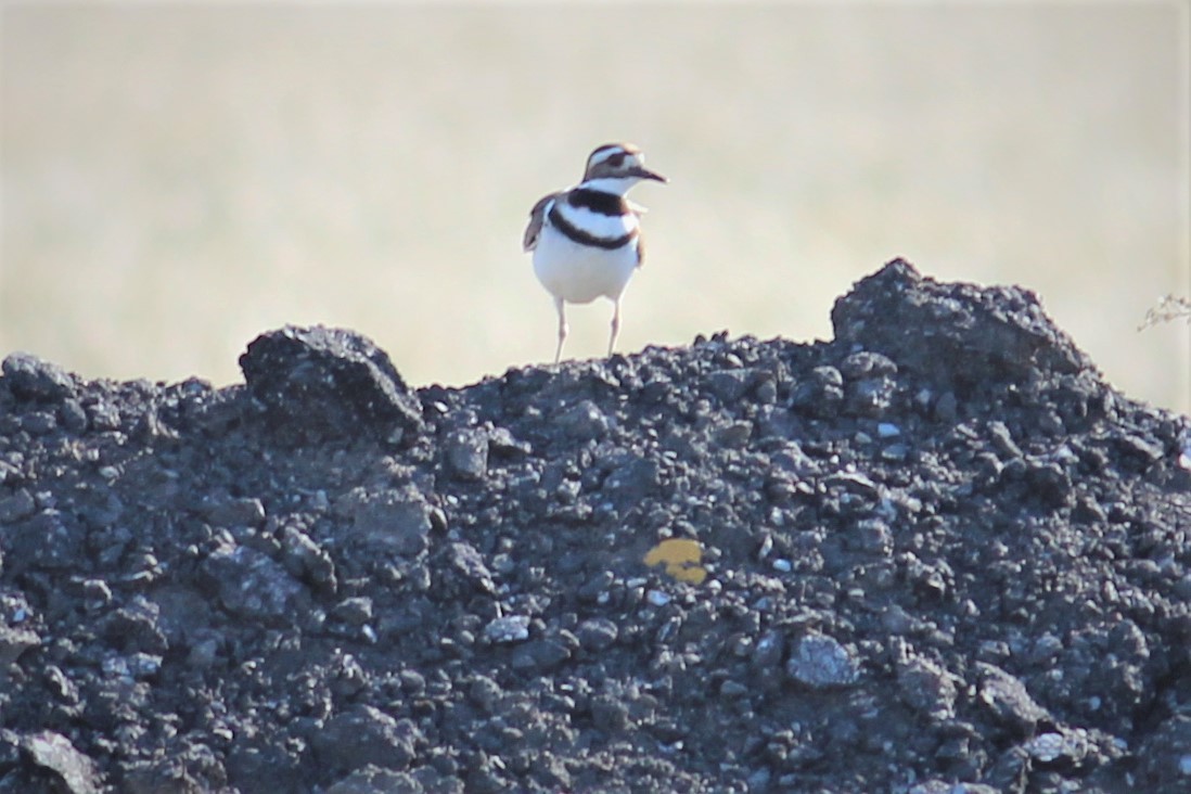 Killdeer - ML211217161