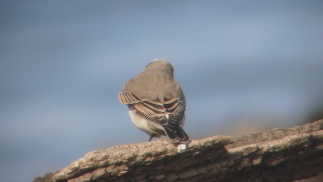 Northern Wheatear - ML211217481