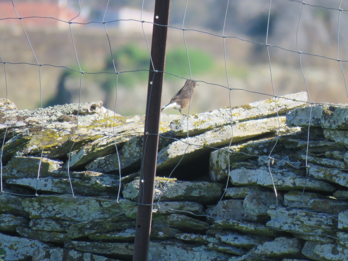 Black Wheatear - ML211217591